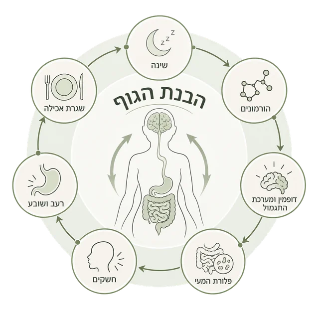 דיאגרם הבנת הגוף: שינה, הורמונים, דופמין ומערכת התגמול, פלורת המעי, חשקים, רעב ושובע ושגרת אכילה